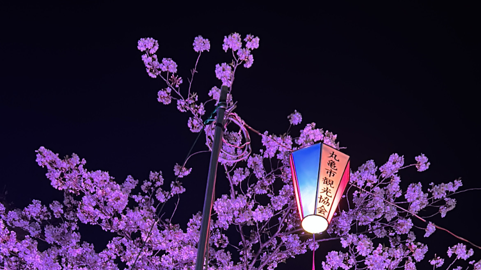 夜桜🌸
