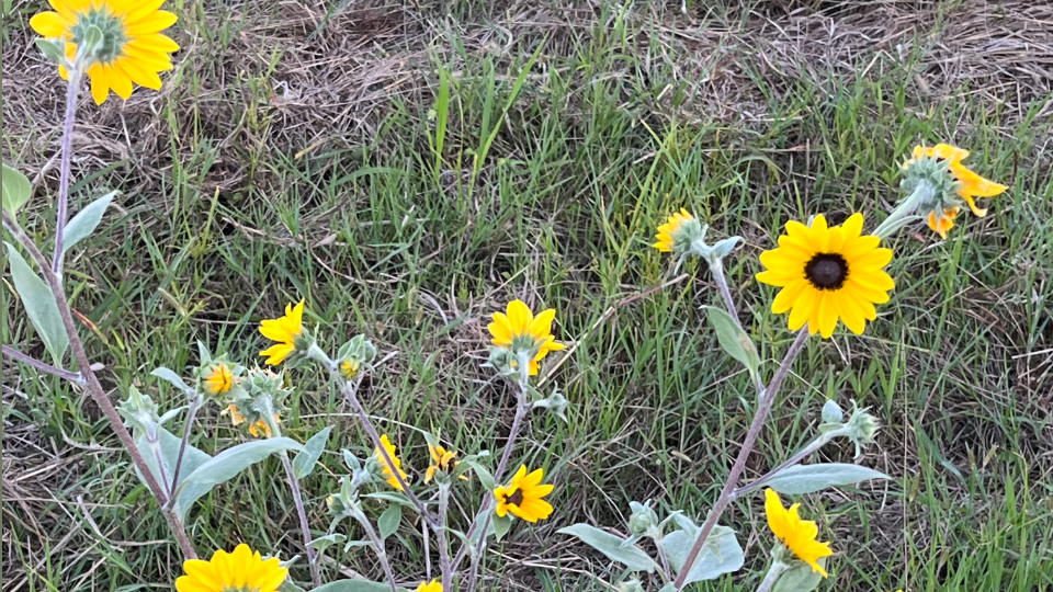 お散歩してたらミニサイズのひまわりみたいなお花見つけた🌻たまには外でてみるのもいいね🥹