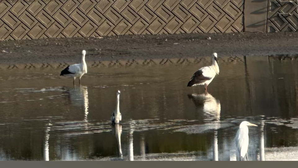 コウノトリ🕊️
