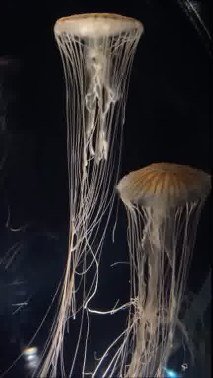 ホストクラブ15ムービー