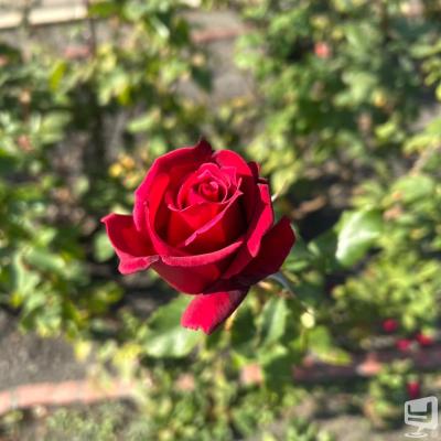 高松市ホストクラブ2025-12-13 11:12:03のお気に入り写真